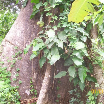 Ceiba pentandra 2 mit Ranker bei Julio.jpg