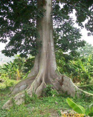 Ceiba pentandra 1 bei Julio.jpg