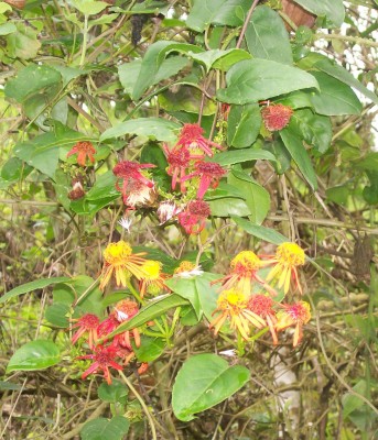 Senecio confusus, Mexikanischer Flammenwein, GREEN24.jpg