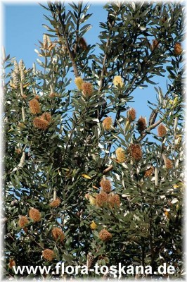 banksia_integrifolia_1_-_141005.jpg