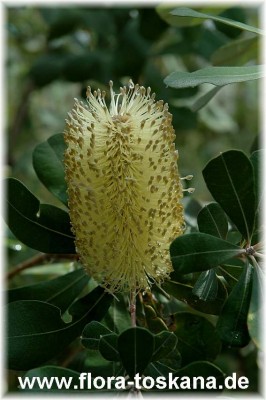 banksia_integrifolia_2.jpg