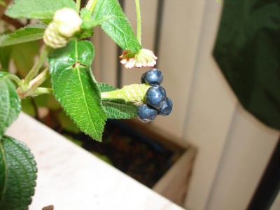 blaue Beeren.jpg