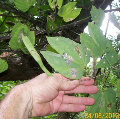 Bauhinia vielleicht C.jpg