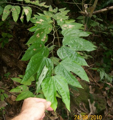 Bauhinia vielleicht B.jpg