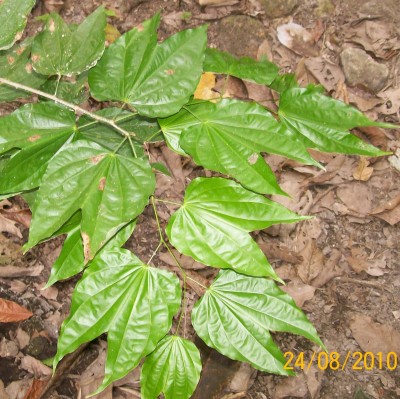 Bauhinia vielleicht A.jpg