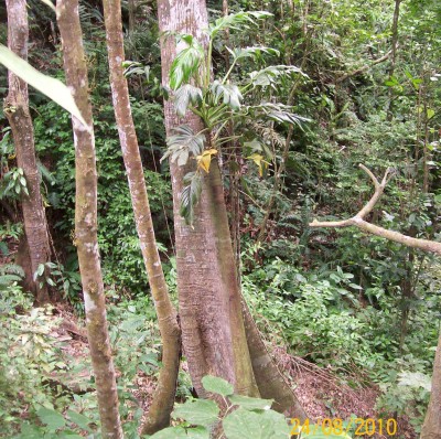 Monstera vielleicht, 2010.08.24. A1.jpg