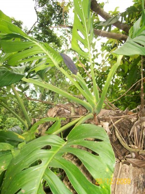 Monstera adansonii viell. 2.jpg