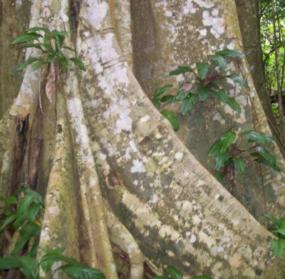 ARACEAE vielleicht 7A.jpg