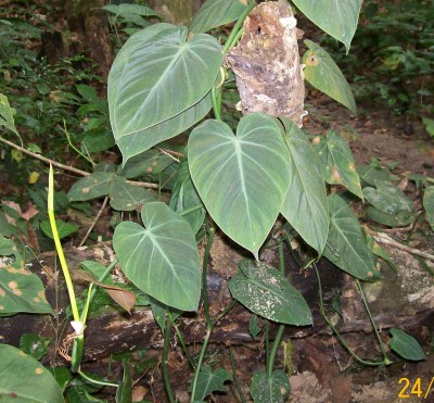 ARACEAE vielleicht 6A.jpg