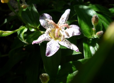 Jap. Freiland Orchidee3.JPG