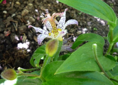 Jap. Freiland Orchidee2.JPG