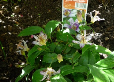 Jap. Freiland Orchidee1.JPG