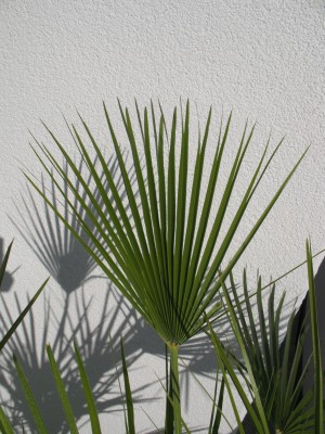 Palme2.jpg