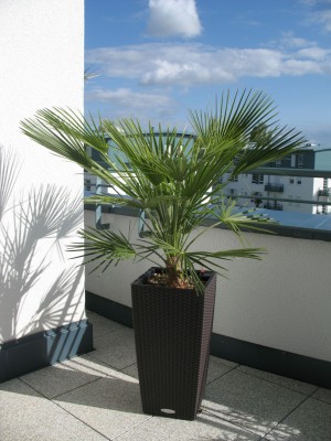 Palme1.jpg