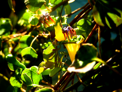 Fuchsia procumbens kriechende Fuchsie by robert hoeck.png