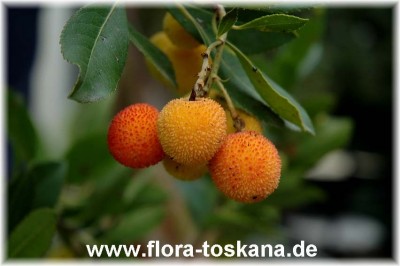 arbutus_unedo_2_-_141106.jpg