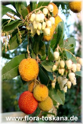 arbutus_unedo_5_-_digi.jpg