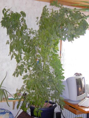 Strahlenaralie - Schefflera arboricola1.JPG