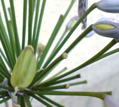 agapanthus.jpg