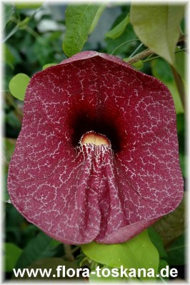 aristolochia_gigantea_5_-_290406.jpg