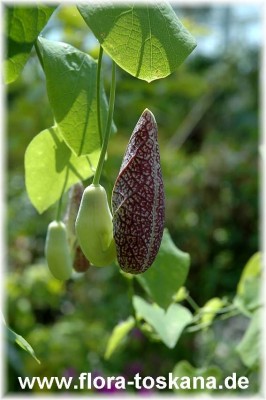 aristolochia_littoralis_-_140705.jpg