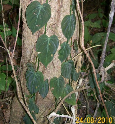 Philodendron hederaceum, ARACEAE vielleicht 6B.jpg