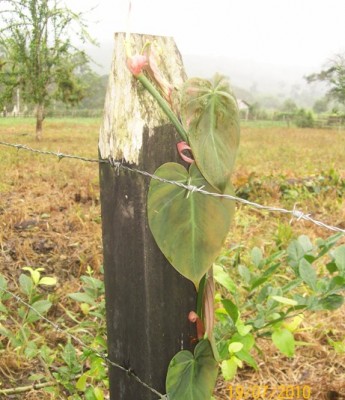 Philodendron hederaceum, 2010.07.19. C.jpg