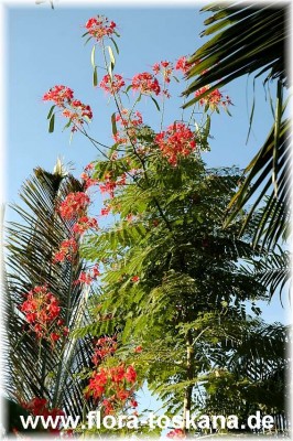 caesalpinia_pulcherrima_5_-_201006.jpg