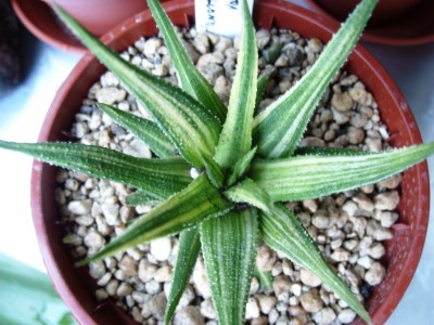 H.attenuata variegata.JPG