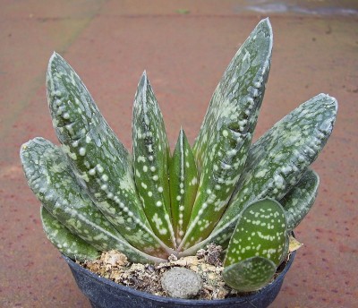 Gasteria 2010-184 (1).jpg