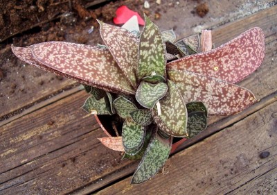 Gasteria 2010-177 (1).jpg