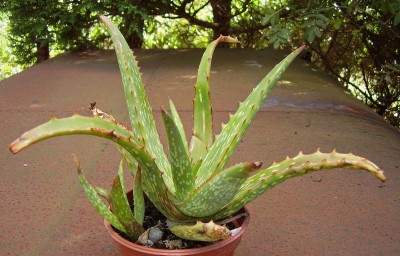 Aloe 2010-183 (1).jpg