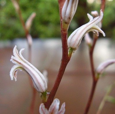 Haworthia variegata (4).jpg