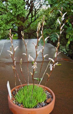 Haworthia variegata.jpg
