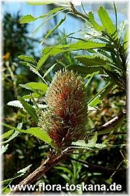 banksia_serratifolia_4_-__290605.jpg