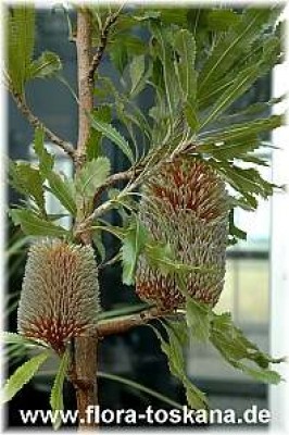 banksia_serratifolia_3_-_010706.jpg