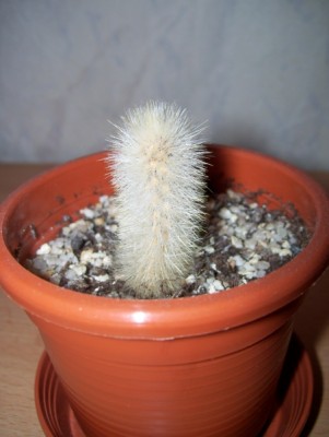 Cleistocactus strausii 6.jpg