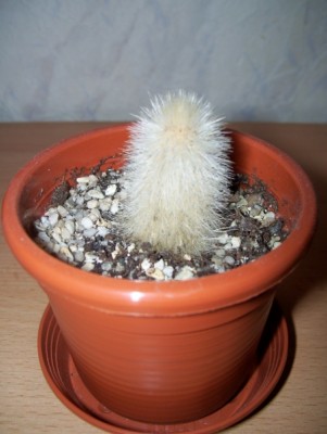 Cleistocactus strausii 5.jpg