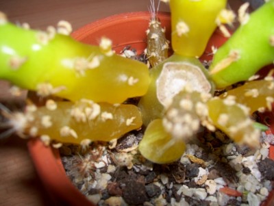 Opuntia subulata monstrosa 9.jpg