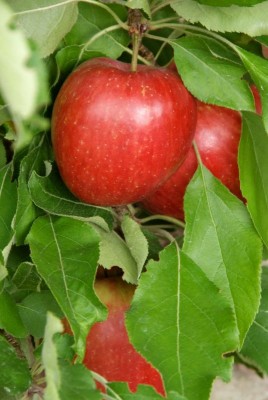 2213-Äpfel.jpg