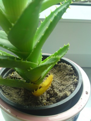 Aloe-green24.jpg