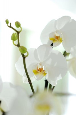 2177-Phalaenopsis.jpg