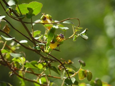 Fuchsia procumbens.jpg