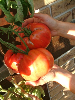 3 Tomaten.jpg