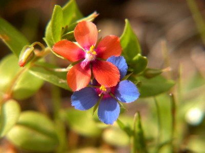 +Roter-und-blauer-Ackergauchheil.JPG