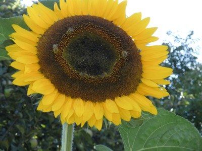 sonnenblume.jpg