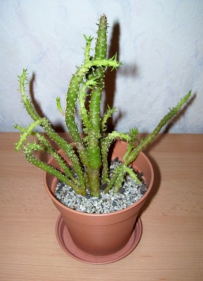 Opuntia subulata 2c.jpg