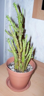 Opuntia subulata 1c.jpg