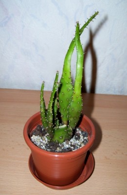 Opuntia monacantha monstruosa 10.jpg