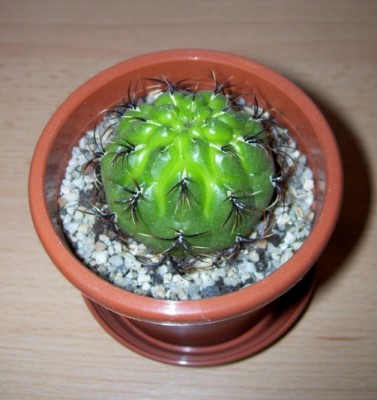 Matucana aureiflora 4.jpg